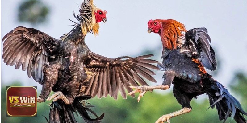 Hướng Dẫn Cách Bắt Đầu Với Đá Gà VSWINE